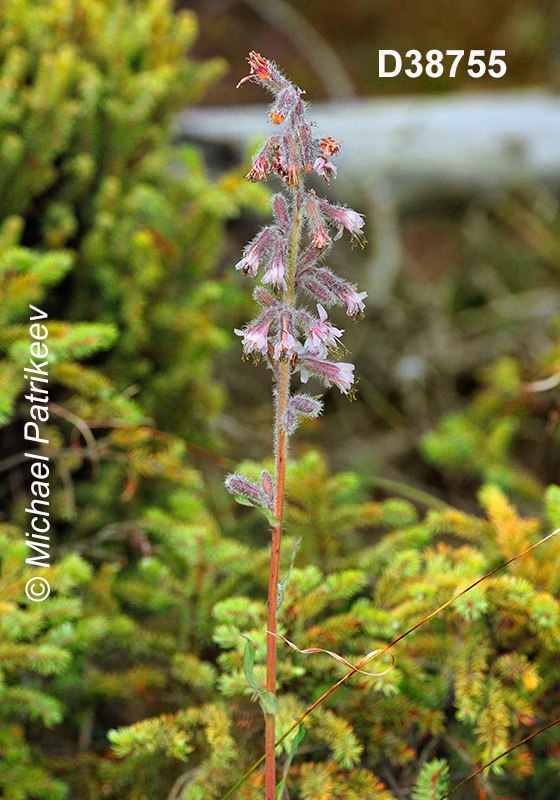 Glaucous Rattlesnakeroot (Nabalus racemosus)